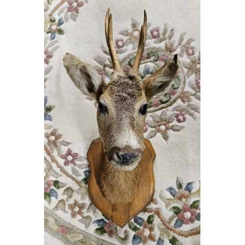 661 - A good wall mounted head of a young Buck on shield shape plaque. H 54 cm approx.