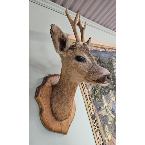 661 - A good wall mounted head of a young Buck on shield shape plaque. H 54 cm approx.