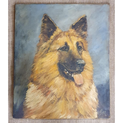 236 - A large Oil on Canvas of an Alsatian. Signed LR.
 H 61 x 50 cm approx.