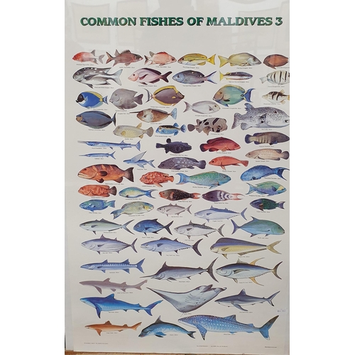 244 - A group of three Collage coloured Prints of  Fish.
 H 90 x 60 cm approx.