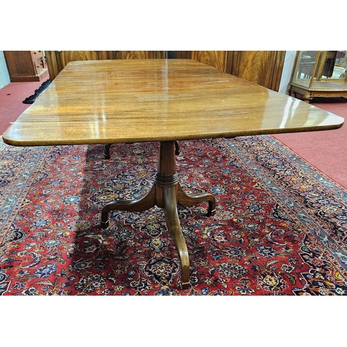 303 - An early 19th Century two Pillar Dining Table on tripod supports with twin leaves.
H 74 x W 233 x D ... 