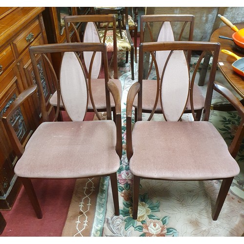 467 - A set of four of G Plan style Chairs with two chairs and two carvers. W 53 x SH 43 x BH 87 cm approx... 