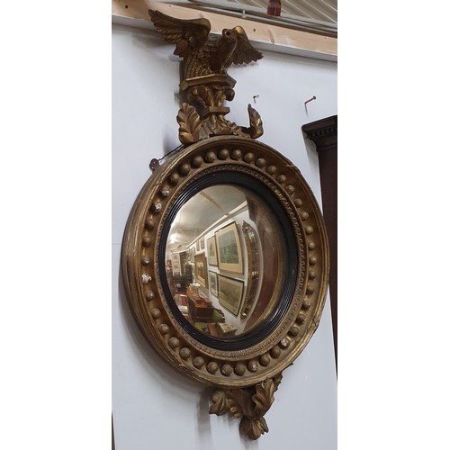 559 - A good early to mid 19th Century Plaster Timber Gilt convex Mirror with eagle surmount. H 90 x W 51 ... 