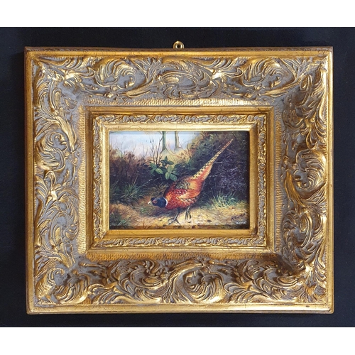 59 - A pair of Oils on Board of Pheasants after Archibald Thorburn in highly moulded and gilded frames. 1... 