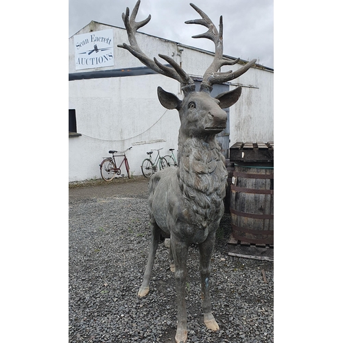 1439 - A magnificent and substantial free standing Bronze Stag with 16 point antlers. This Stag was purchas... 