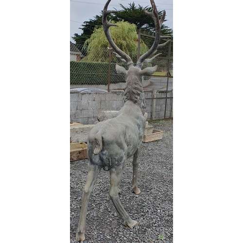 1439 - A magnificent and substantial free standing Bronze Stag with 16 point antlers. This Stag was purchas... 