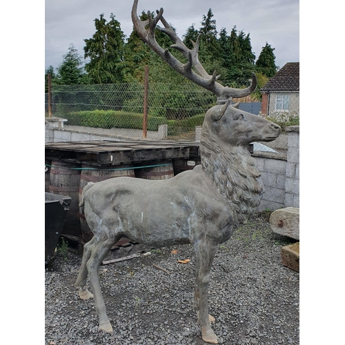 1439 - A magnificent and substantial free standing Bronze Stag with 16 point antlers. This Stag was purchas... 