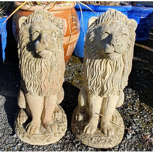 1072 - A pair of upright Stone Lions.
H 55 cm approx.