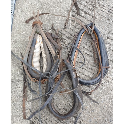 1096 - A pair of 19th Century Hames along with a very very large selection of horse tack.