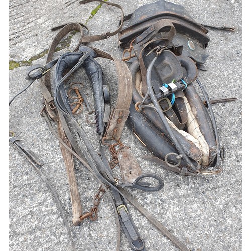 1096 - A pair of 19th Century Hames along with a very very large selection of horse tack.