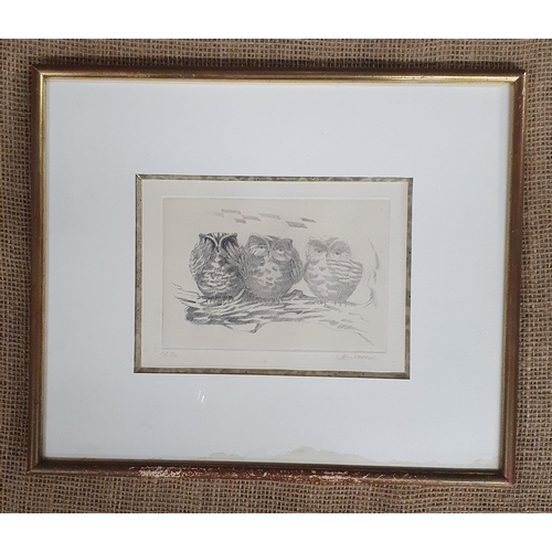 1298 - A limited edition Coloured Engraving of three Owls on a tree branch along with another Engraving of ... 