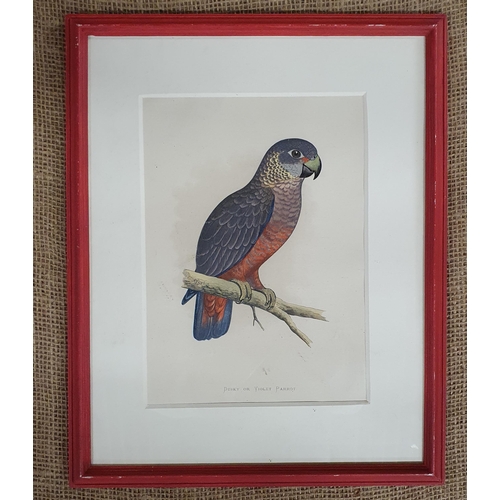 987 - A 19th Century coloured Engraving of a Violet Parrott along with a coloured print. 35 x 27 cm approx... 