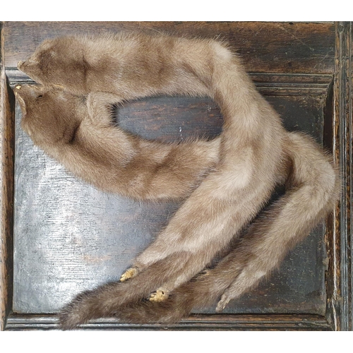 878 - A Mink Stole.