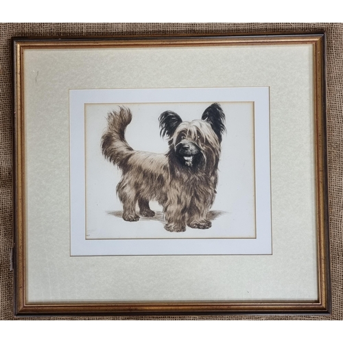 34 - A 20th Century Etching of a long haired Terrier. Monogrammed HCT.  LL. 23 x 18 cm approx.