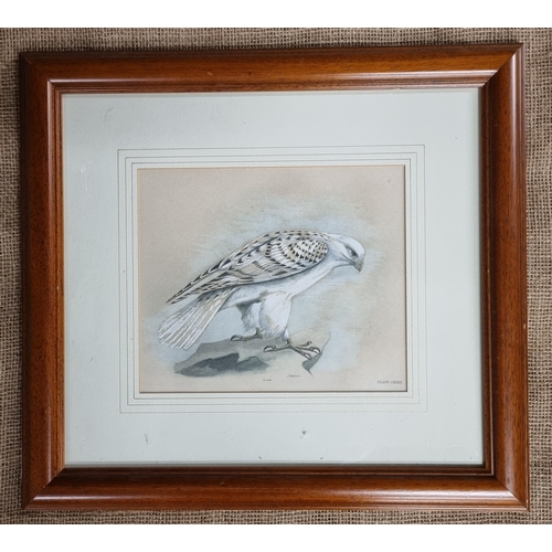 46 - A good 19th Century coloured Engraving of a bird of prey. 43 x 46 cm approx.