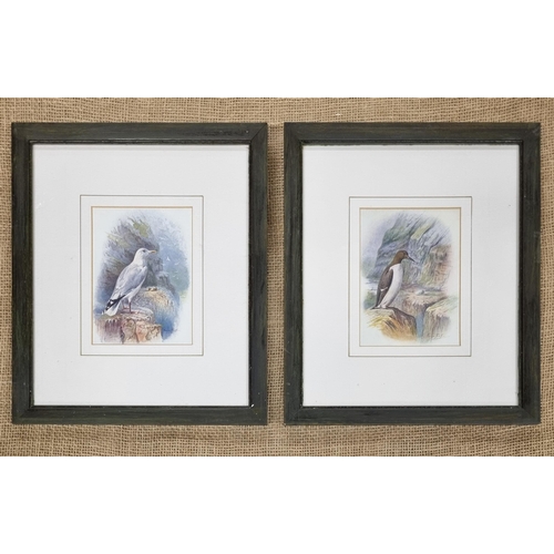 57 - Three good coloured Prints of Birds. 34 x 28 cm approx.