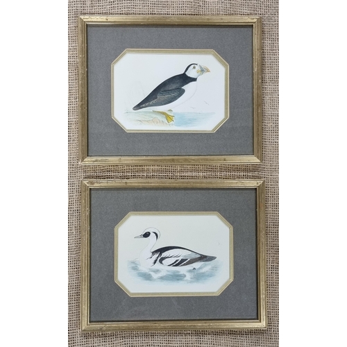 70 - A good pair of 19th Century Watercolours of Birds, one being a puffin. 12 x 17 cm approx.