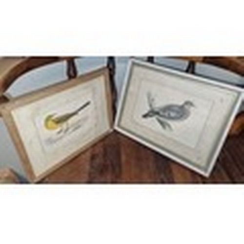 413 - Two 19th Century Bird Engravings. Sold for Storage Fees/Charity.