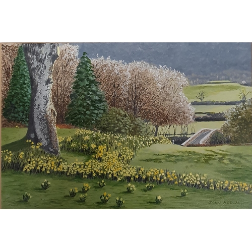 79 - A John Moddall 20th Century Oil on Board of a Spring scene daffodils in full bloom, in a garden sett... 