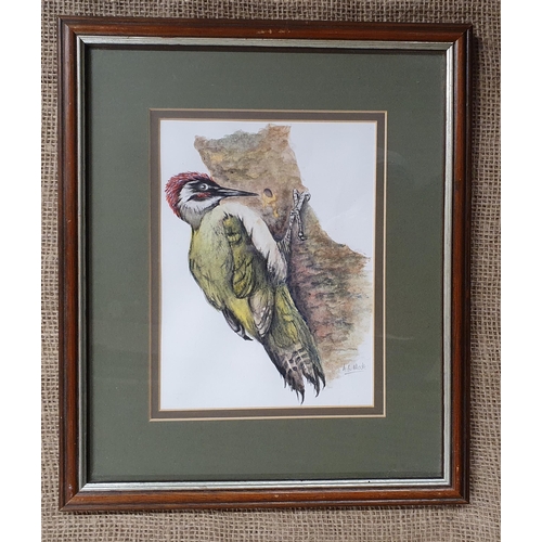 132 - A 20th Century Watercolour of a Woodpecker, indistinctly monogrammed LR, AC Mak possibly ?.
15 x 20 ... 