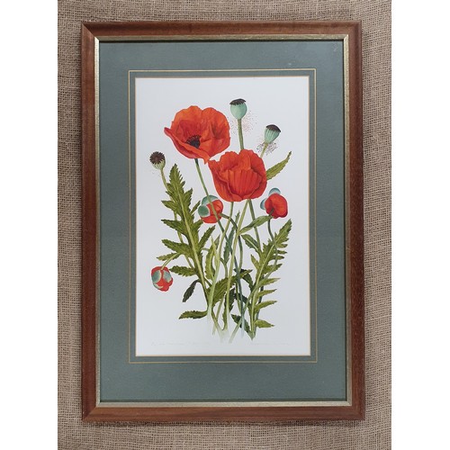 556 - A 20th Century Watercolour of Poppies. Indistinctly signed. 44 x 28 cm approx.