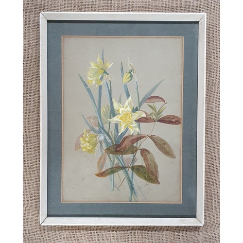 562 - A 19th Century Watercolour of Daffodils in full bloom. Signed indistinctly bottom right.
37 x 27 cm ... 