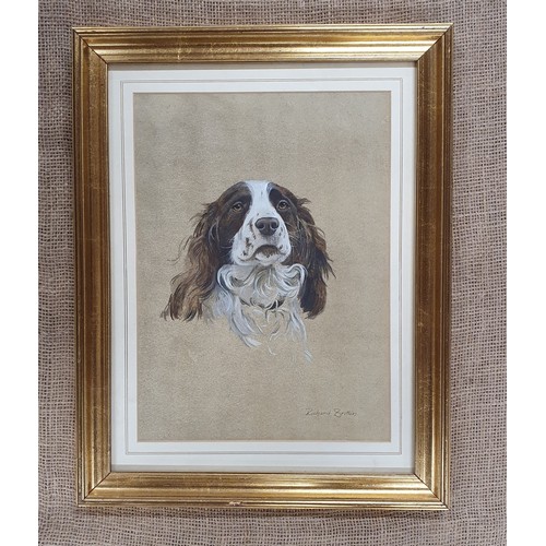 415 - Richard Britton. An acrylic on Paper of a Spaniel. Signed LR. In a good gilt frame. 36 x 47 cm appro... 