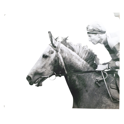 52 - A good quantity of Photographic Prints on corriboard of Lester Piggott and Pretty Polly.
