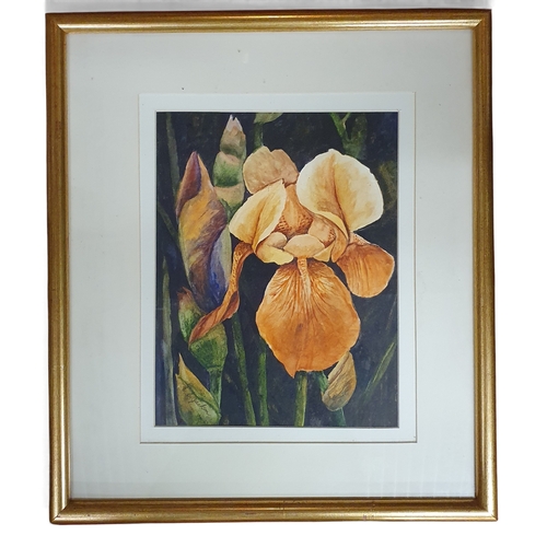 470 - EC Jackson a 20th Century Watercolour of an Iris, in a well slipped gilt frame.