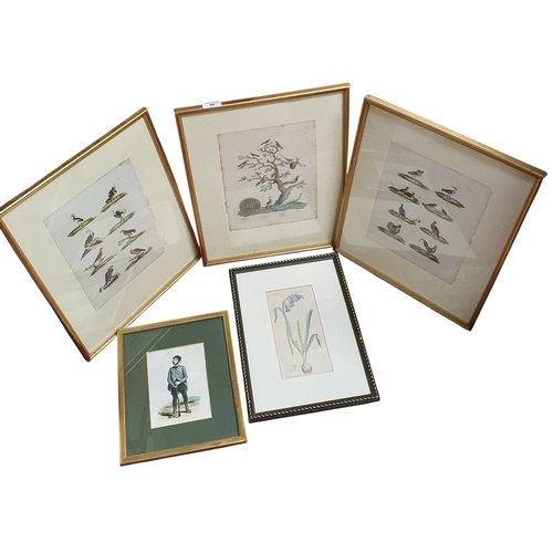 46 - A quantity of 19th Century coloured Engravings of Birds and others.