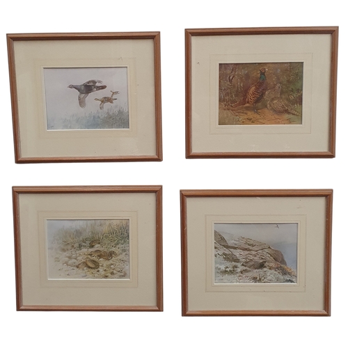 236 - A good set of four coloured Prints of wild hunting birds. 31 x 36 cm approx.