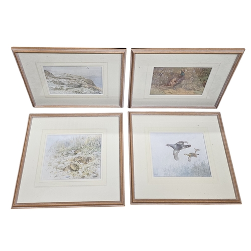 236 - A good set of four coloured Prints of wild hunting birds. 31 x 36 cm approx.