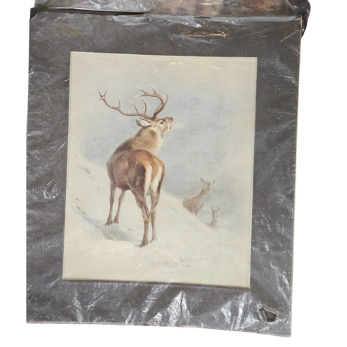 210 - A large quantity of colour Prints of Animals. 32 x 42 cm approx.