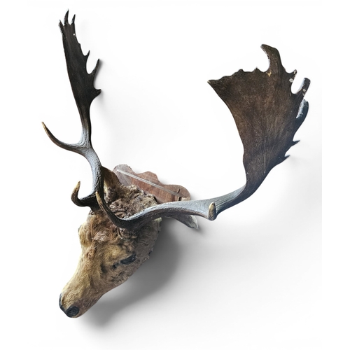 Lot 559       