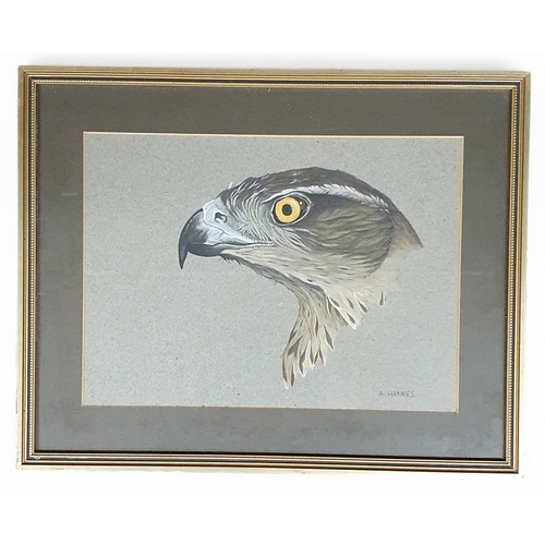 2 - A Haynes. An Acrylic on Paper of a head of a Hawk. 30 x 38 cm approx.