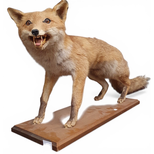 19 - A good Taxidermy of a fox. 
L 99 x D 23 x H 45 cm approx.