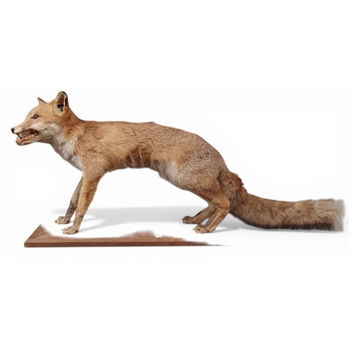 19 - A good Taxidermy of a fox. 
L 99 x D 23 x H 45 cm approx.