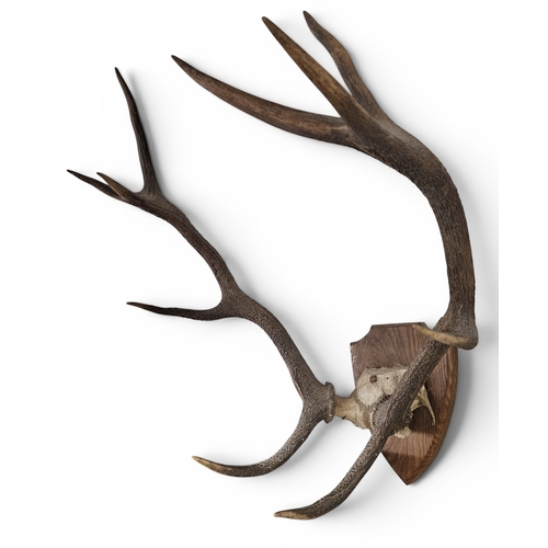 16 - A good late 19th early 20th Century shield mounted Stag's Antlers.