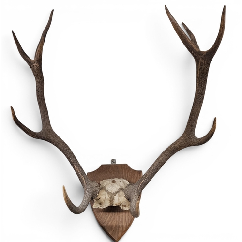 16 - A good late 19th early 20th Century shield mounted Stag's Antlers.