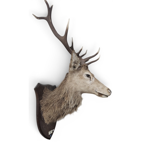 50 - A mid 20th Century Taxidermy of a Stag, on a shield mounted plaque, with the inscription Kinveachy 6... 