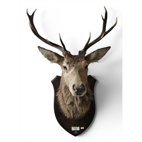 Lot 50        