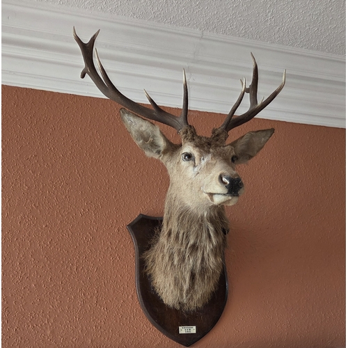 50 - A mid 20th Century Taxidermy of a Stag, on a shield mounted plaque, with the inscription Kinveachy 6... 
