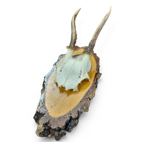 3 - A carved Oak sheild Plaque with oak leaves and acorns mounted with deer antlers along with a smaller... 