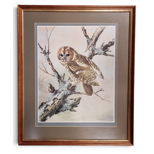 117 - A 20th Century coloured Print of a Barn Owl sitting on a dead branch, signed in the margin. 60 x 72 ... 