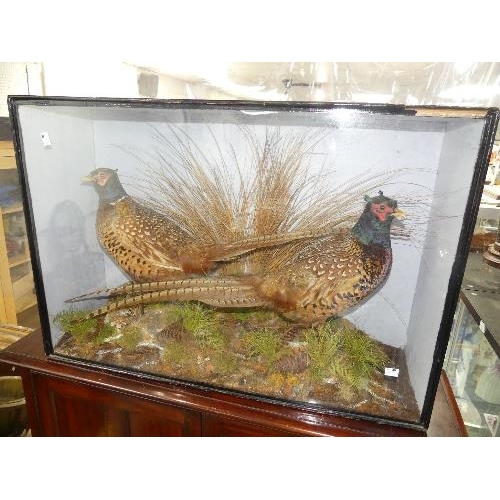 473 - A mounted and cased taxidermy pair of Pheasants, in naturalistic setting with grasses and ferns, in ... 