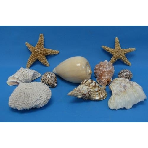 A small collection of Sea Shells, including Tulip Shells, 'coffee bean ...