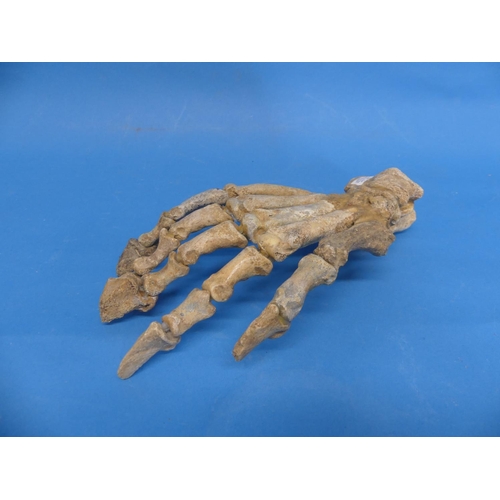 20 - Natural History, Paleontology and Minerals; A Cave Bear (URSUS SPELAEUS) Skeleton Paw, Pleistocene P... 