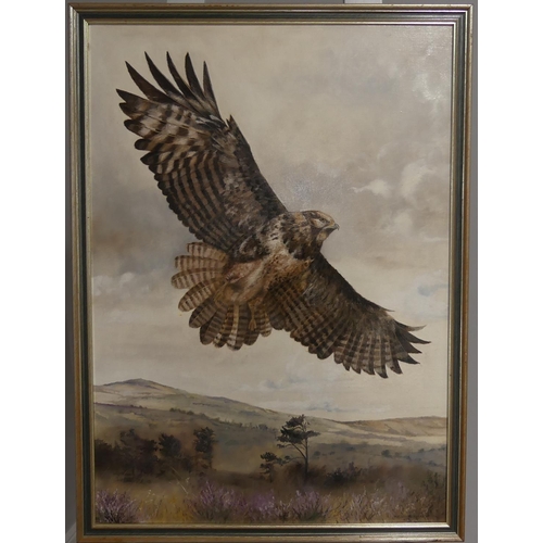 224 - M. Coleman-Cooke (20th century), Eagle in flight soaring above heathlands, oil on canvas, signed an... 