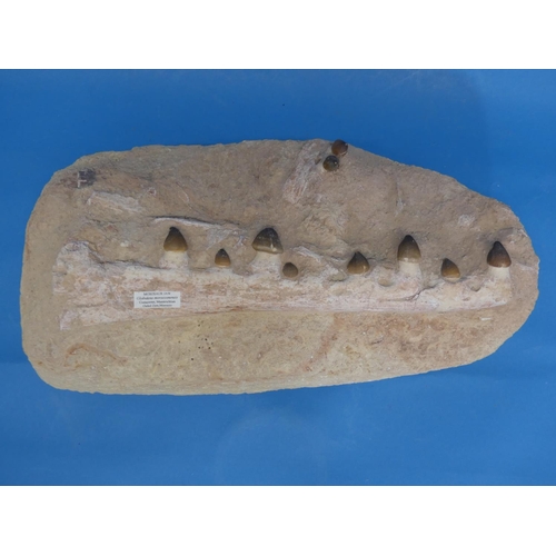24 - Natural History, Paleontology and Minerals; A Mosasaur Jaw in Matrix, Late Cretaceous Period, approx... 