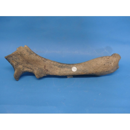 25 - Natural History, Paleontology and Minerals; A Woolly Rhinoceros (COELODONTA ANTIQUITATIS) Ulna Bone,... 